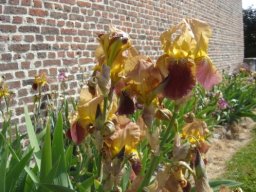 bel_iris_20211127_1006007128